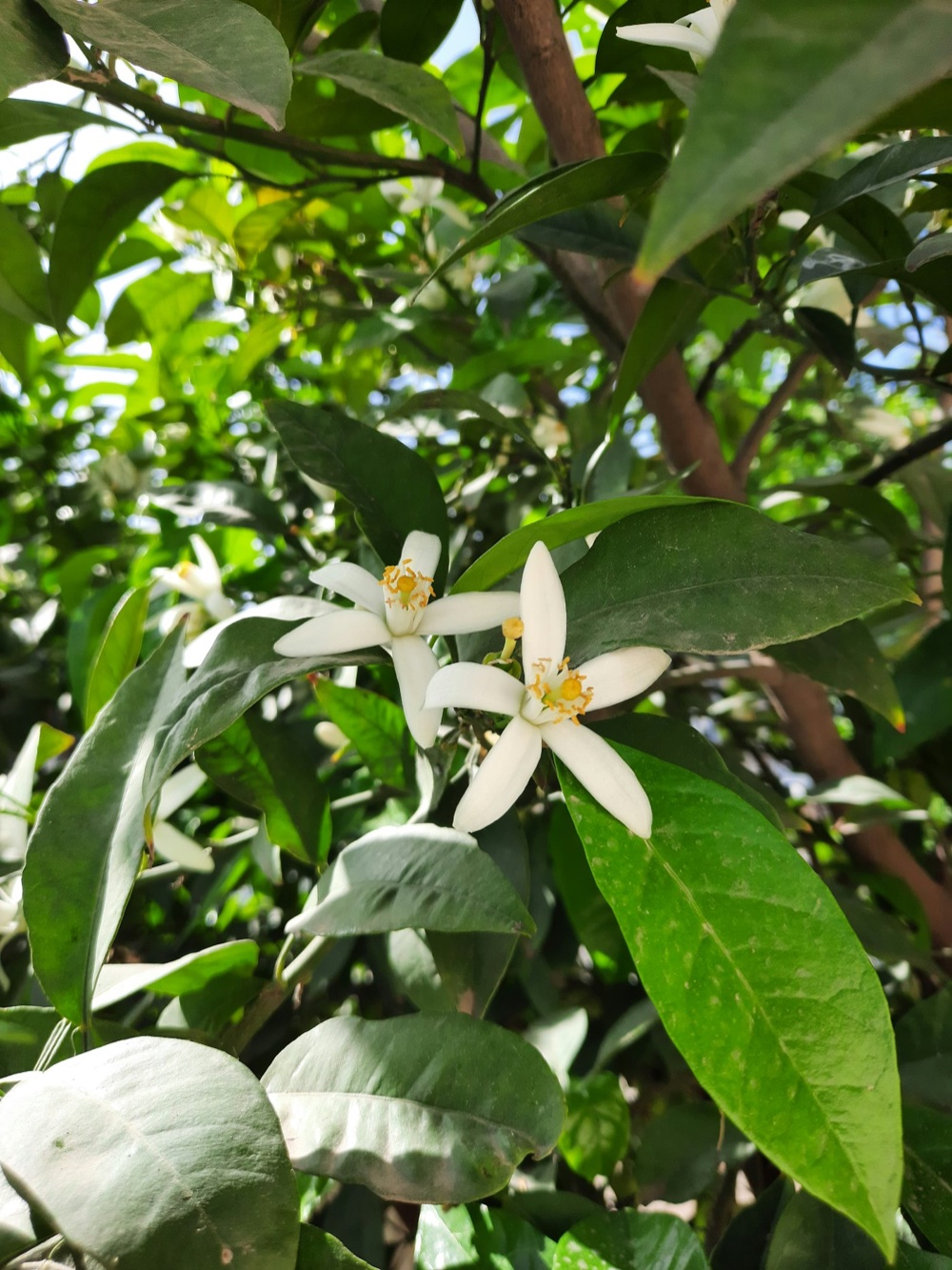 Fleurs de néroli (fleur d'oranger) sur leur branche — la matière première historique de la parfumerie de Fès