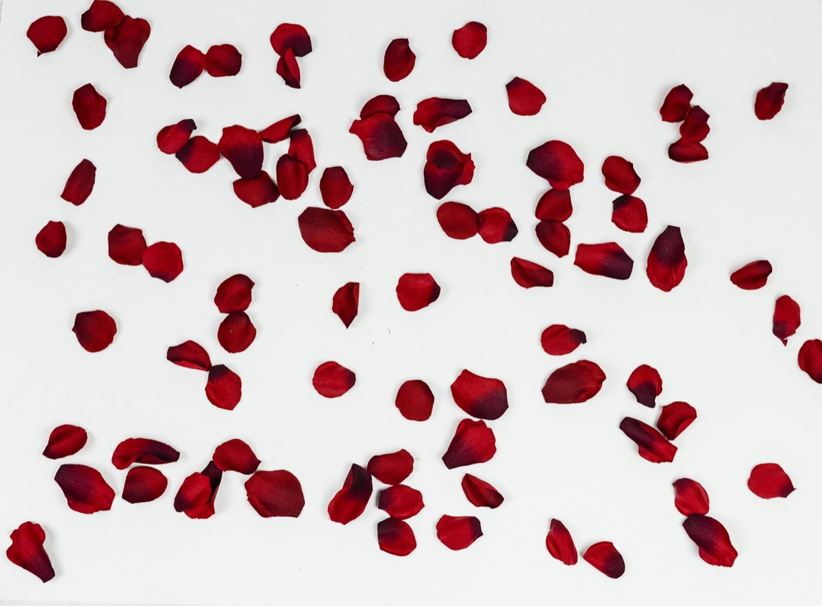 Pétales de rose rouge éparpillés sur un fond crème